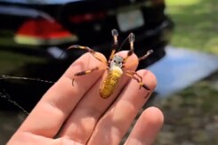 Watch: Giant Spider Crawls Around A Man's Arm Watch: Giant Spider Crawls Around A Man's Arm