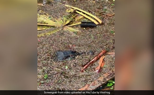 Watch: Alligator Surprise During Hurricane Ida