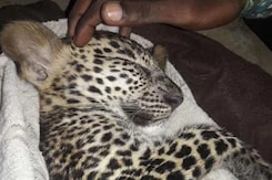 Watch: Leopard Cub Walking In Rain In Mumbai Rescued, Sleeps In Blanket Watch: Leopard Cub Walking In Rain In Mumbai Rescued, Sleeps In Blanket