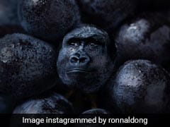 Artist Merges Food Items With Animals, The Results Will Blow Your Mind Artist Merges Food Items With Animals, The Results Will Blow Your Mind