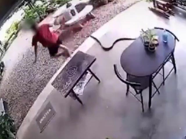 Watch: Sudden Snake Attack Sends Man Running
