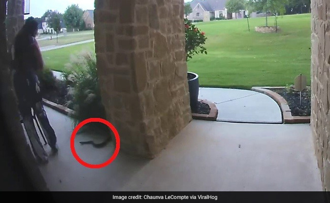 Woman Screams As Snake Lunges Towards Her In Heart-Stopping Video