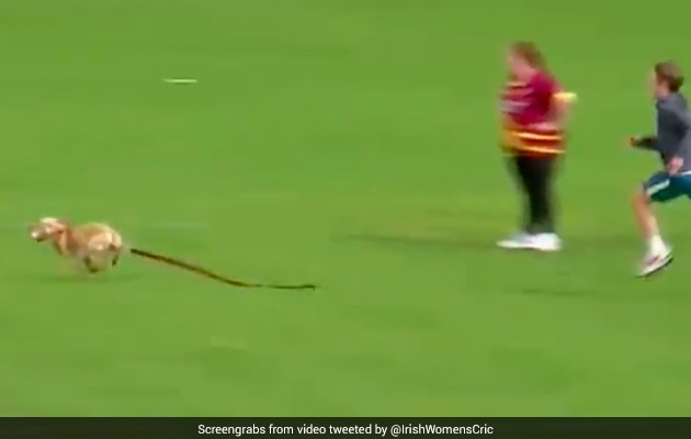 Watch: "Small Furry Pitch Invader" Interrupts T20 Match In Ireland