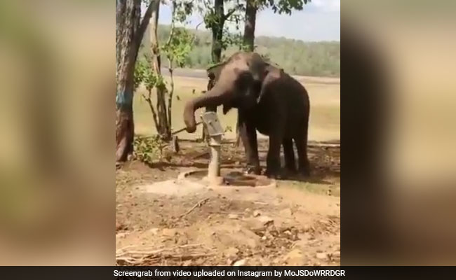 हाथी ने प्यास बुझाने के लिए किया गजब जुगाड़, सूंड से चलाया हैंडपंप, फिर ऐसे पिया पानी - देखें Video