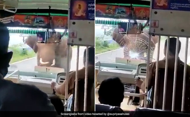 Watch: Angry Elephant Shatters Bus Windshield In Tamil Nadu