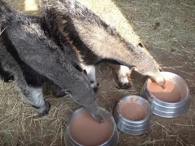 देखने में सांप जैसी लगती है इस अजीबोगरीब जानवर की विशालकाय जीभ