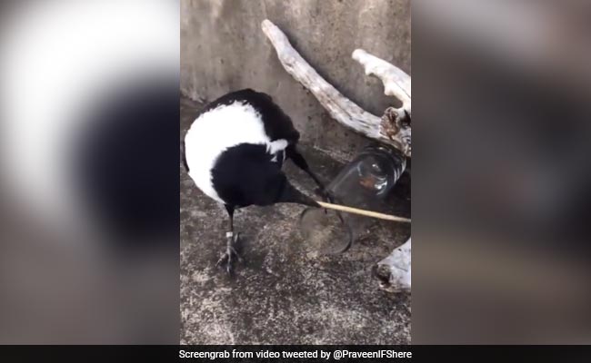 कौए ने ग्लास में फंसी हुई चीज को बाहर निकालने के लिए लगाया गजब दिमाग, लोग बोले- Oxford से Phd है ! - देखें Video