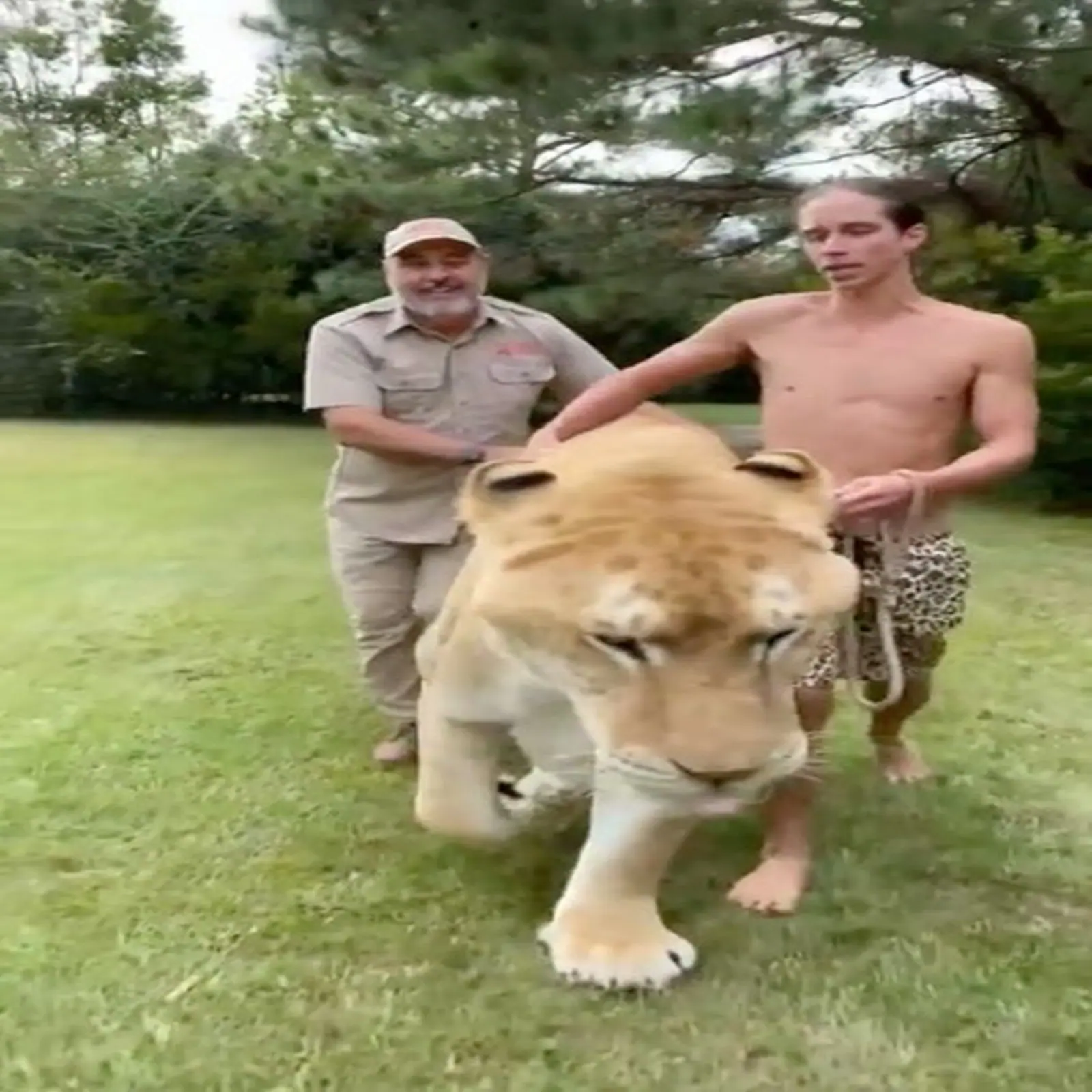 शेर और बाघिन के मिलन से जन्मी दुनिया की सबसे बड़ी बिल्ली, VIDEO देख रुक जाएंगी सांसें