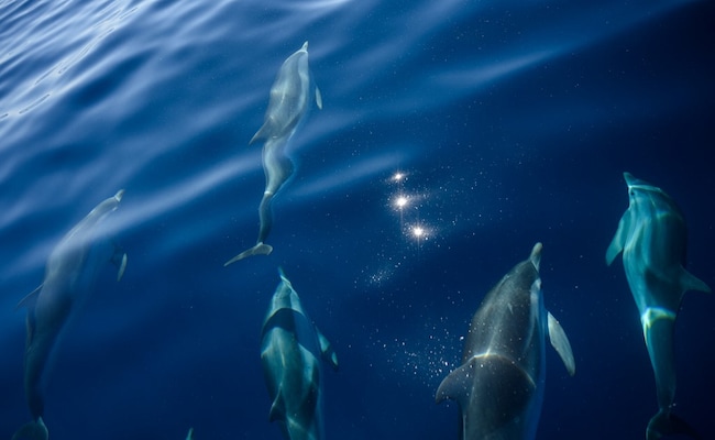 Outcry As 1,400 Dolphins Slaughtered In A Day In Faroe Islands Of Denmark Outcry As 1,400 Dolphins Slaughtered In A Day In Faroe Islands Of Denmark