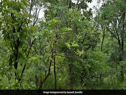 तस्वीर में छिपा है एक बाघ, लेकिन लोगों को नहीं आ रहा नज़र, ढूंढिए क्या आपको आया नज़र ? तस्वीर में छिपा है एक बाघ, लेकिन लोगों को नहीं आ रहा नज़र, ढूंढिए क्या आपको आया नज़र ?