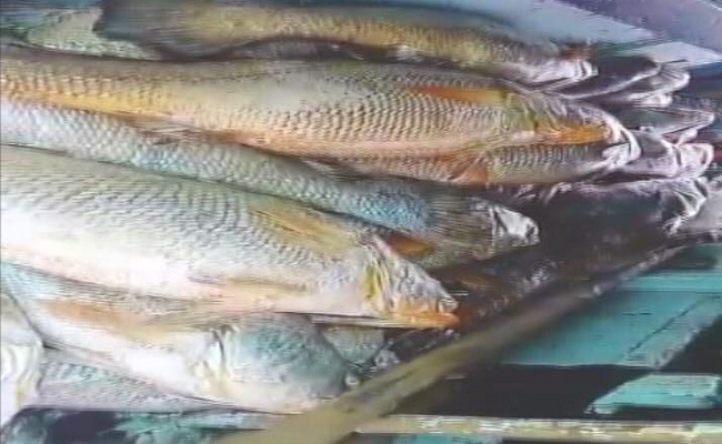 Maharashtra Man Nets 'Fish With Heart Of Gold', Takes Home Over Rs 1 Crore