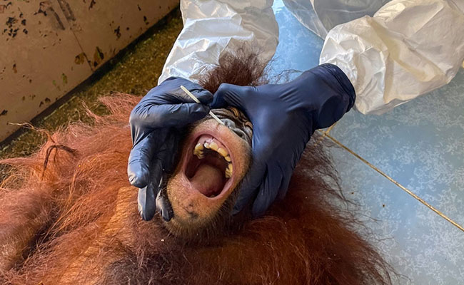 Vets In Full Gear Give Malaysia's Endangered Orangutans Covid Swabs