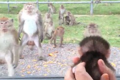 जंगली बंदरों ने देखा छोटा सा बंदर का बच्चा तो करने लगे ऐसी हरकत जंगली बंदरों ने देखा छोटा सा बंदर का बच्चा तो करने लगे ऐसी हरकत