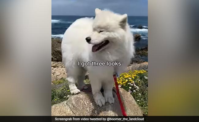 कैमरे के सामने अलग-अलग पोज़ बनाकर फोटो खिंचवाता है ये कुत्ता, Video देखकर बताइए आपको कौन सा पसंद आया ?