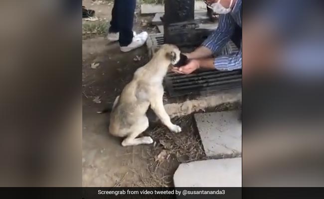 कुत्ते को लगी थी प्यास, तो रास्ते में जा रहे शख्स से अपने हाथ में लेकर पिलाया पानी, Video ने जीता लोगों का दिल