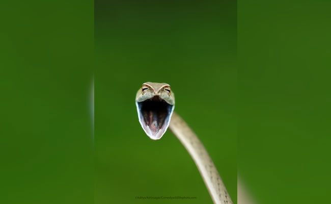 Comedy Wildlife Photo Awards: Laughing Snake And Other Finalists From This Year