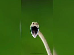 Comedy Wildlife Photo Awards: Laughing Snake And Other Finalists From This Year Comedy Wildlife Photo Awards: Laughing Snake And Other Finalists From This Year
