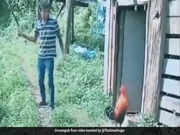 लड़का डंडा लेकर मुर्गे को छेड़ रहा था, मुर्गे को आ गया गुस्सा, अचानक कर दिया हमला, लोग बोले- The Attack of Chicken - देखें Video लड़का डंडा लेकर मुर्गे को छेड़ रहा था, मुर्गे को आ गया गुस्सा, अचानक कर दिया हमला, लोग बोले- The Attack of Chicken - देखें Video