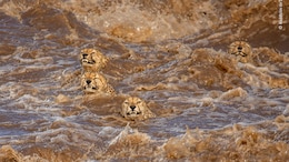 Stunning Pics From Wildlife Photographer Of The Year 2021
