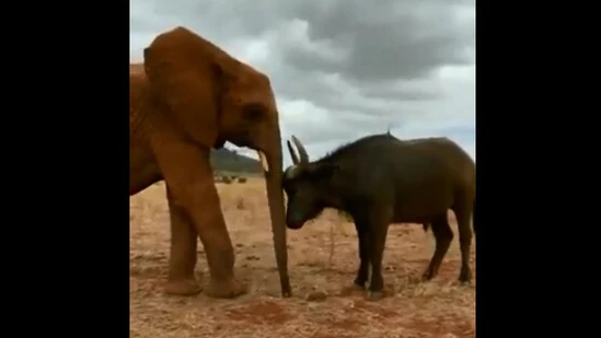 एक हाथी और भैंस के इस वीडियो को देखने के बाद आप भी कहेंगे- दोस्ती हो तो ऐसी हो वर्ना ना हो!