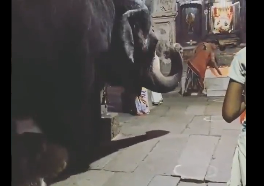 गणपति के भक्ति में डूबे गजराज, वीडियो देख लोगों ने कहा- जानवरों में भी भक्ति की भावना होती है