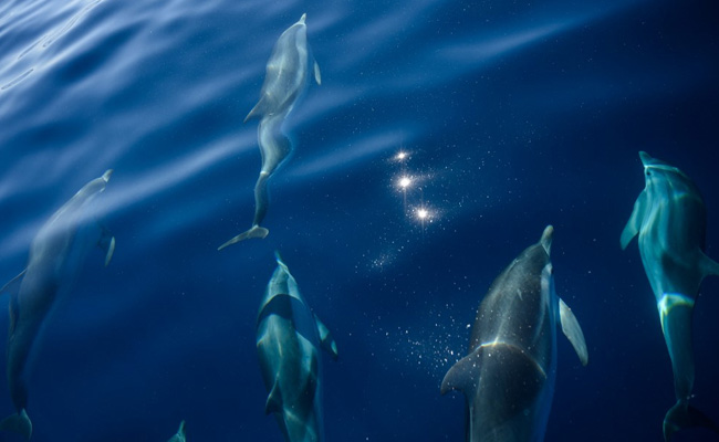 Outcry As 1,400 Dolphins Slaughtered In A Day In Faroe Islands Of Denmark