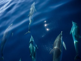 Outcry As 1,400 Dolphins Slaughtered In A Day In Faroe Islands Of Denmark Outcry As 1,400 Dolphins Slaughtered In A Day In Faroe Islands Of Denmark