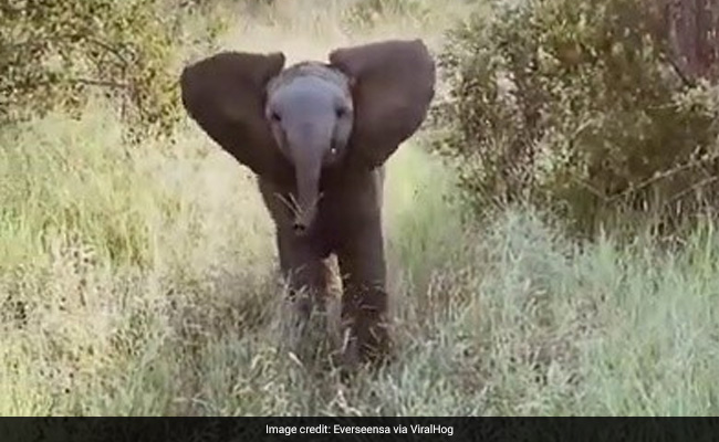 Watch: Baby Elephant Practices Charging In ROFL Video