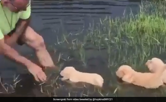 कुत्ते के बच्चों को पानी में तैरना सिखा रहा था शख्स, लोगों ने की जमकर तारीफ, बोले- सबसे प्यारा Video
