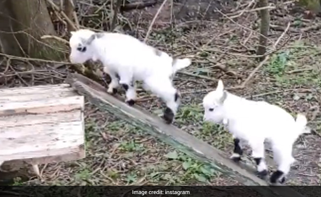 बकरी के बच्चे लकड़ी के पटरे पर चढ़कर झूल रहे थे, लोग बोले- जीवन के उतार-चढ़ाव को ऐसे करें एन्जॉय - देखें Cute Video