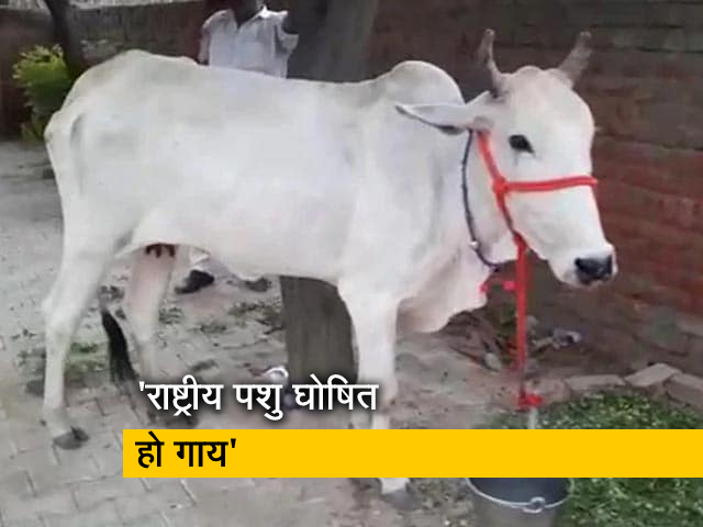 इलाहाबाद हाईकोर्ट का आदेश, गौ सुरक्षा को मौलिक अधिकार बनाया जाए