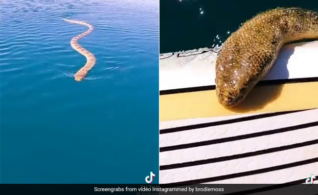Viral Video: Man Films Huge Sea Snake Swimming Up To Him