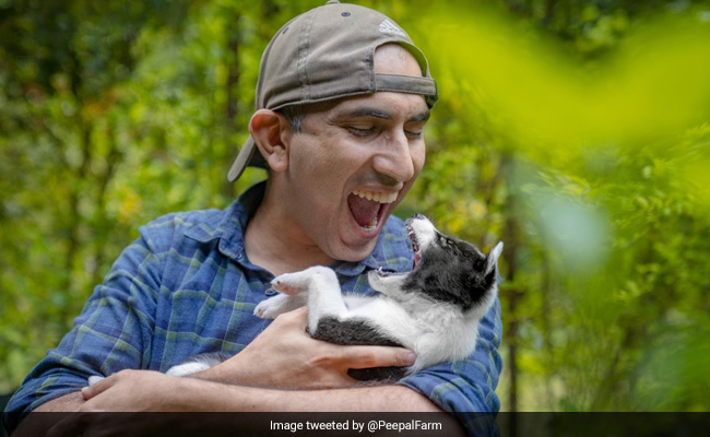 Couple Leaves Business In US To Help Stray Animals In Himachal Pradesh