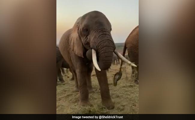 एसपी को हाथियों ने सूंड से उठाकर पटका, पत्नी के साथ गए थे जंगल घूमने, हालत गंभीर