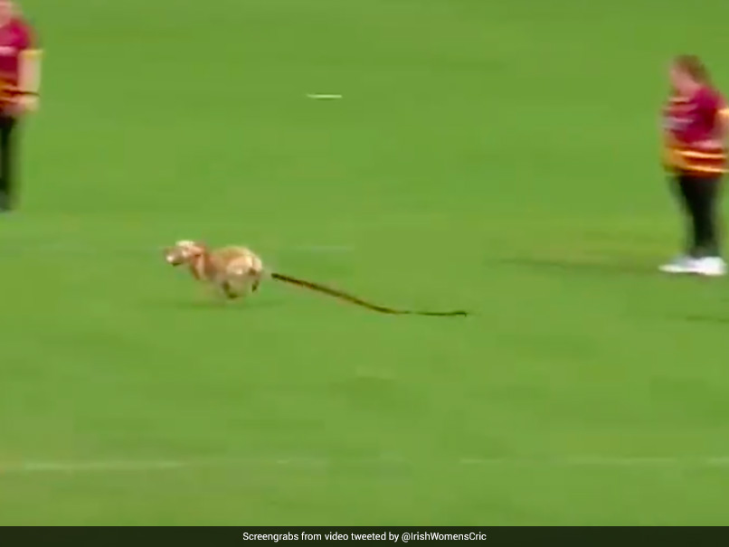 ICC Announces "Dog Of The Month" Award. Here's The Special Reason Why