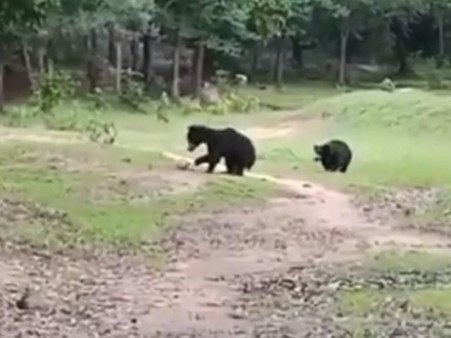 Watch: Bears Seen Playing Football In Odisha Village