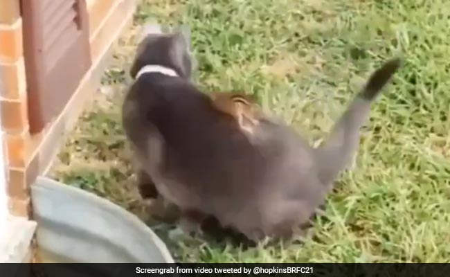 गिलहरी को परेशान कर रही थी बिल्ली, तो मज़ा चखाने के लिए बिल्ली की पीठ पर चढ़ गई गिलहरी और फिर - देखें Video