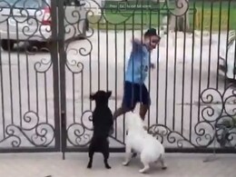 बच्चे को डांस करता देख कुत्तों ने भी ख़ूब की मस्ती, लोगों ने कहा- कितना प्यारा है ये वीडियो बच्चे को डांस करता देख कुत्तों ने भी ख़ूब की मस्ती, लोगों ने कहा- कितना प्यारा है ये वीडियो