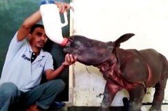 Baby Rhino Rescued In Kaziranga National Park Baby Rhino Rescued In Kaziranga National Park