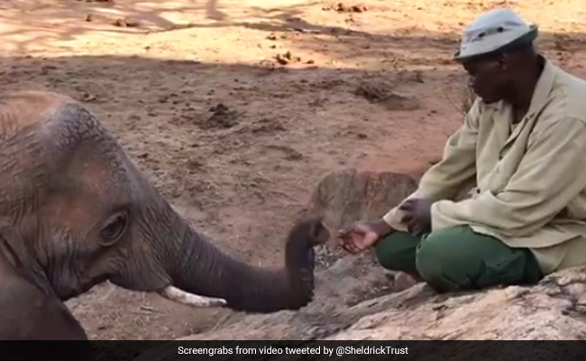हाथी अपने केयरटेकर से मिलने के लिए जंगल से आया वापस, फिर किया कुछ ऐसा, Video ने जीता लोगों का दिल