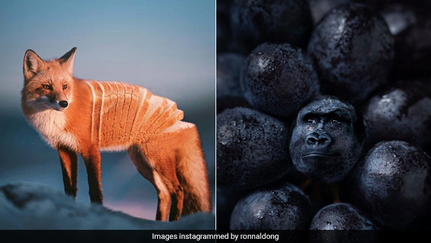 Artist Merges Food Items With Animals, The Results Will Blow Your Mind