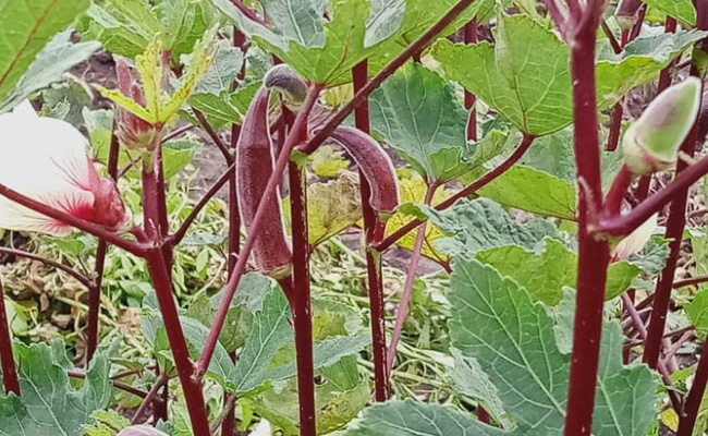 Kumkum Bhindi: हरी भिंडी तो आपने खूब खाई होगी लेकिन क्या कभी खाई है कुमकुम भिंडी, यहां जानें अद्भुत फायदे