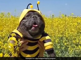 मधुमक्खी जैसा दिख रहा है ये कुत्ता, सोशल मीडिया पर वायरल हुआ Video, देखकर लोगों ने कहा - So Cute मधुमक्खी जैसा दिख रहा है ये कुत्ता, सोशल मीडिया पर वायरल हुआ Video, देखकर लोगों ने कहा - So Cute