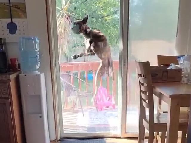 कुत्ते ने हवा में उछल-उछलकर ऐसे निकाला गुस्सा, जब मालिक ने घर में कर दिया बंद