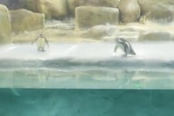 Mumbai's Byculla Zoo Welcomes 2 Penguin Chicks Mumbai's Byculla Zoo Welcomes 2 Penguin Chicks