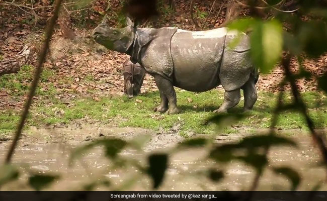 Not One Rhino Poached In Assam In 2022, A First In 20 Years. This Is Why