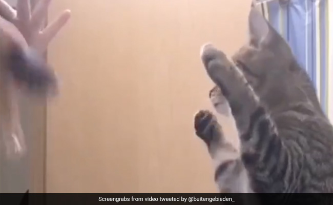 महिला बना रही थी अपने बाल, तो सामने बैठी बिल्ली भी उतारने लगी नकल, लोग बोले- ये है सबसे बड़ी Copycat - देखें Video