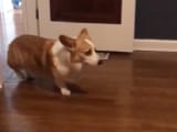 Video : Sneaky Corgi Exits Room&hellip; By Walking Backwards