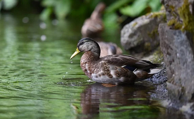बत्तख निकालती है इंसानों की आवाज़, गुस्से में कहा- ‘You Bloody Fool’ , सुनकर लोगों के उड़े होश