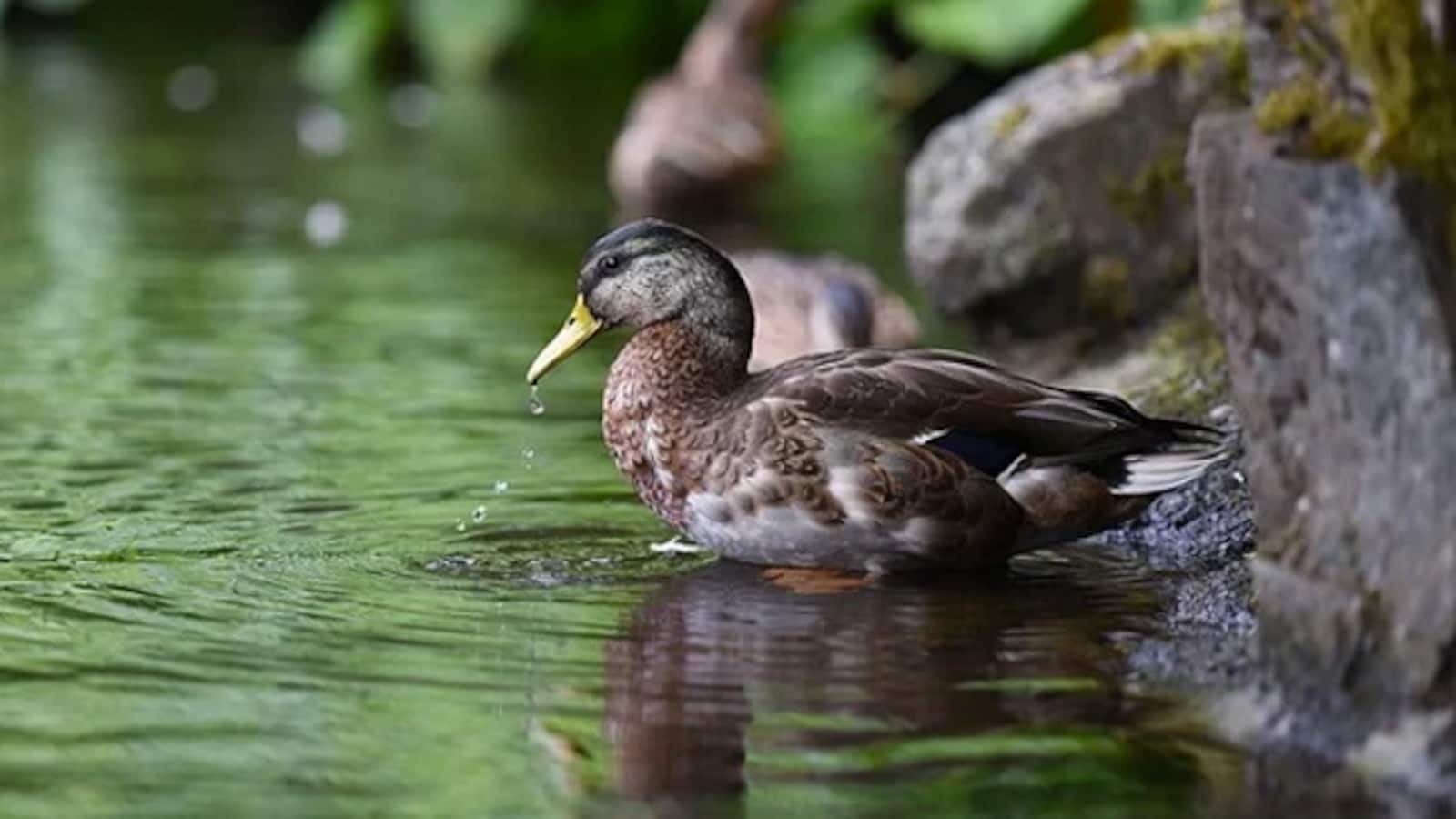 Australian Duck Starts Cursing After Learning To Imitate Human Speech